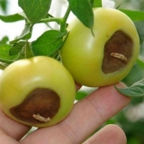 Istrulelost paradajza